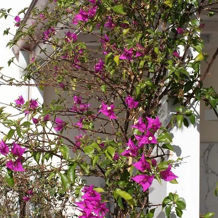 Bed & Breakfast Le Marinelle Aff