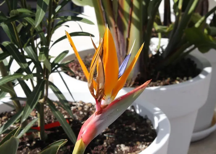 Le Marinelle Aff טרני